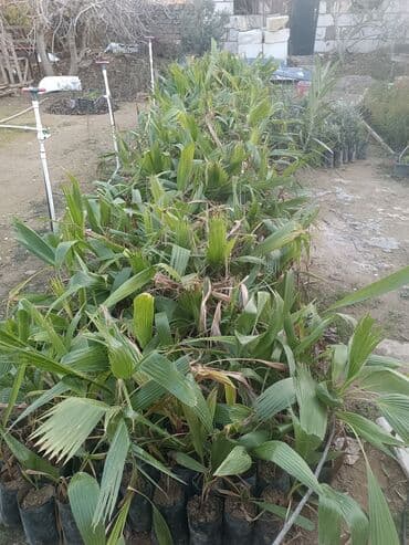 Ремонт и строительство: Другие растения — 2