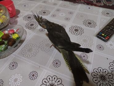 babil quşu: Məhsul: Korella tutuquşusu (cockatiel) Təsvir: - Gözəl çalarlı boz — 2