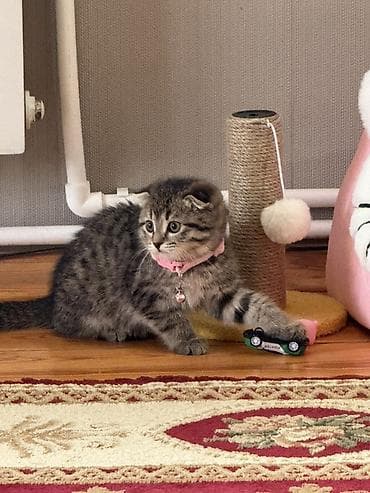 pisik ucun evler: Scotland ev pişiyi 02.11.2025 ildə doğulub. Sevimli, əyləncəli — 3