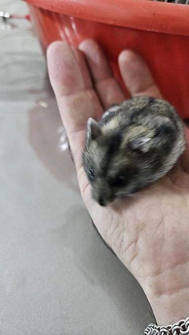 Hamster .cunqalik.1 denesi 5 manat
