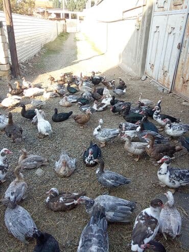 Inəklər, öküzlər: Muscovy ördəkləri (hind ördəyi) – müxtəlif rəngdə və yaş qruplarında — 6