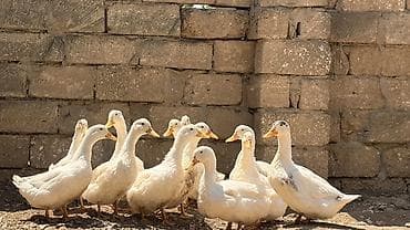Ağ rəngli ördəklər – təsərrüfat və həyət üçün - Cins: Ağ Pekin tipli — 3