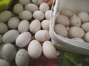 Salam Aleykum yaşıl baş, kuban, pekin, ördeklerinin yumurtaları