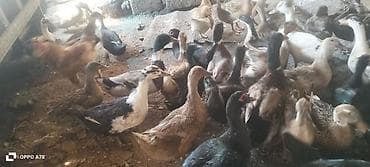 Dişi, | Kuban, Damazlıq, Ünvandan götürmə