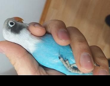 Gəmiricilər: Salam Fişler 4 aylıq olan balalar satılır, Türkiyədən gələn quşların — 4