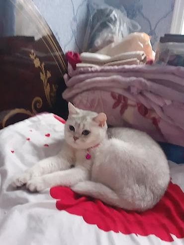 sinsila pisik: Şinşilla — 2