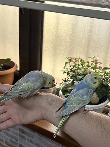 popugay: 2 ədəd 1 ay yarımlıq gözəl rəngli RAİNBOW tutuquşu. Ələ öyrətməyin tam — 3