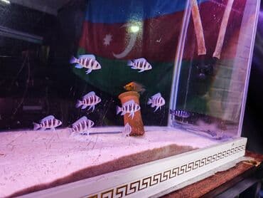 gence dovsan: Cixlid balığı, Sülhsevər — 2