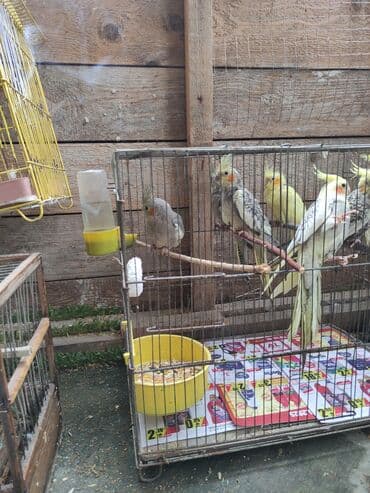 попугай жако купить в баку: Qəfəs quslar — 3