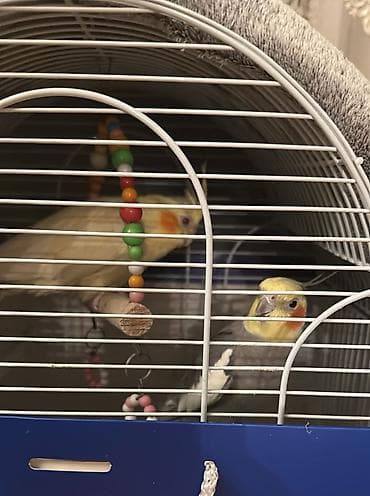 karella quslari: 2 ədəd karella quşları ərkək 1,5 dişi 1 yaş Qəfəslə birlikdə satılır — 3