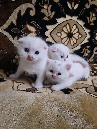 pişik qara: Ağ rəngli balaca pişiklər 1 ayliğdılar - Yumşaq, tüklü ağ kürk — 2