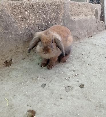 Miniatür lop qulaqlı dovşan - Cins: Lop (sallaq qulaqlı), miniatür lalafo.az -da Miniatür lop qulaqlı dovşan - Cins: Lop (sallaq qulaqlı), miniatür