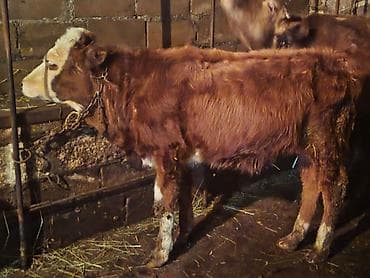 cins inəy: 3 ədəd erkək dana 3900 azn — 2