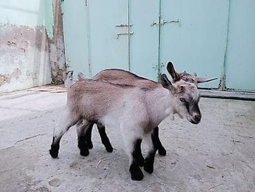 keci dərisi: Məhsul: Cüt balaca keçi ( oğlaq ) Təsvir: - Eyni yaşda iki oğlaq — 2