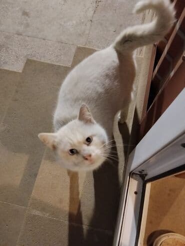 Erkək, Yaxşı əllərə