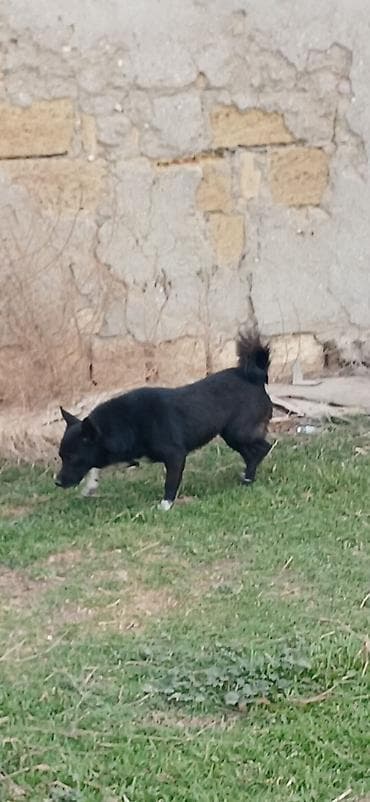 taxda qefes: 1 il, Dişi — 3