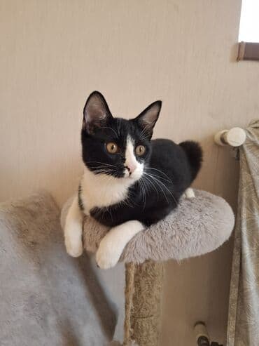 pisiye verilen adlar: Erkək, Yaxşı əllərə, Ünvandan götürmə — 5