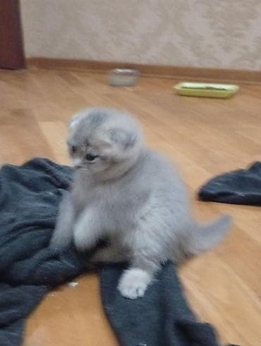 pişiy: Şotland, Erkək, Dişi, Yaxşı əllərə — 3