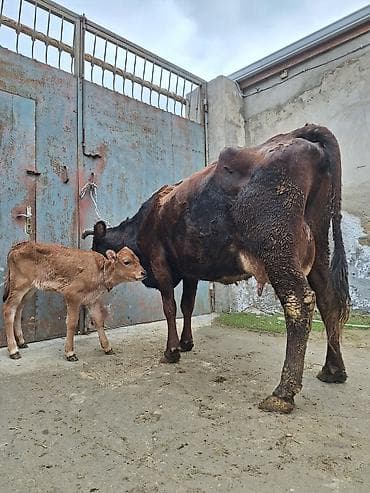 Животные: 14 litir süd verir 4 qarına doğub 25 gündü doğub balası dişdi — 3