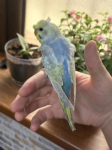 2 ədəd 1 ay yarımlıq gözəl rəngli RAİNBOW tutuquşu. Ələ öyrətməyin tam