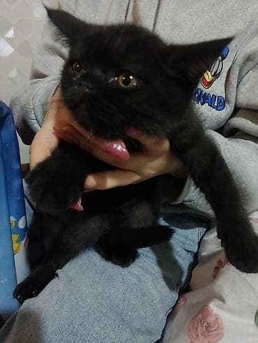 qara pisik sekilleri: Erkək, Ödənişli çatdırılma — 1