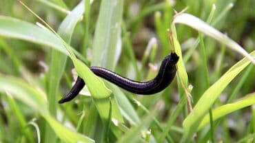 qaş formaları: Zəli satışı 🪱ibbi zeli. Səhiyyə Nazirliyi tərəfindən Azərbaycanda — 8