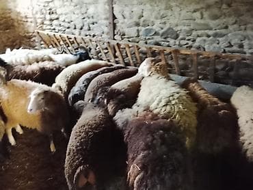 cins buzovların satışı: Gəncədə toya nişana qurbanlıq üçün hər cür quzularimiz var yaxşı — 2
