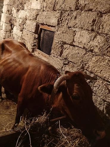 yerli cins inekler: Qırmızı rəngli, buynuzlu inək - Cins: yerli qırmızı tip (fotolarda — 2