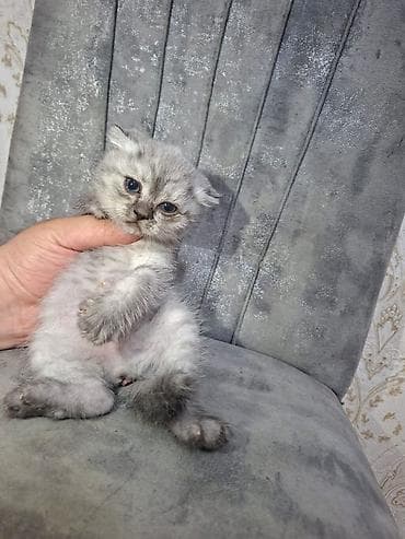 Boz-gümüş rəng çalarlarında, yumşaq tüklü balaca pişik balası. Qısa