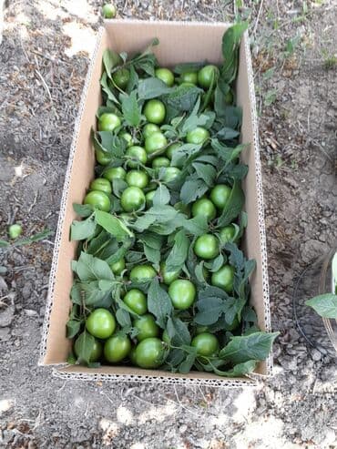 zeytun satışı: Alça qələmi "saglam tinglər saglam bagçiliqin təminatidir"🌱 yeni əkin — 10