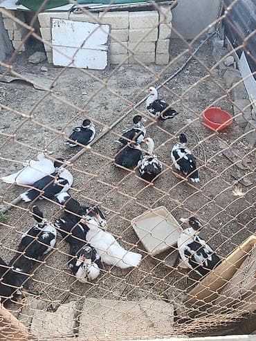 Digər quşlar: Cəkisi 2 kilo,3 ayliq heyavndi,damazliq ucun,butun dermanlari — 2