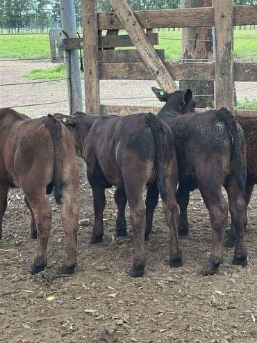 at və eşşəyin cütləşməsi: Məhsul: Qara və tünd qəhvəyi rəngli buzovlar (ətlik tip) Təsvir: - — 1