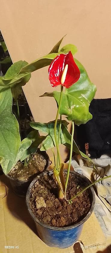 limon agaci satilir: Lənkaran dan Dekrativ Ev ve Həyət Güllerinin Satışı Bütün Bölgələrə — 3