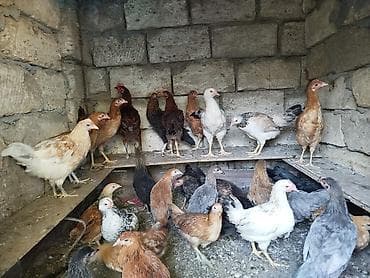 it adları oglan: Cücələr – müxtəlif rəng və növlər Həyət şəraitində saxlanılan təmiz — 3