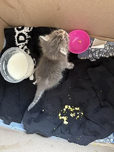 объявления кошки: Kiçik bir pişik balası tapdım… blokda ilişib qalmışdı və yazıq-yazıq — 5