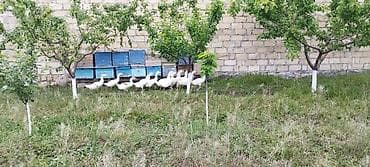 bulbul quşu haqqinda melumat: Qaz balalari satilir,3 ayliqdilar 14 dene qalibsamux rayonundadi — 3