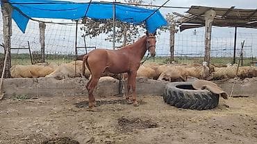 toyuq cuce satiram: Satılır 3 yaş erkey boyu normal yorğa sakitdir — 1