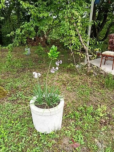 ucuz perdeler: .Beton ve plastik dibçəklərdə bitkilər. Qiymət növünə görə 15-25 azn — 3