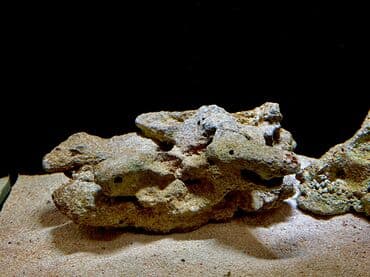 qurdbasar satilir: Okean dashlari satilir trafeus saxliyanlar ucun okean akvariumu ucun — 1