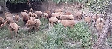 купить аквариум в баку: 38 baş quzu satilir kom .ünvan Ağsu
real aliciya azca endirim ederik — 1