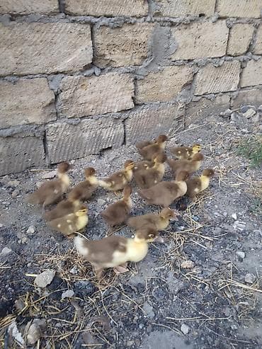 Salam krasnadar balaları satılır 34ədəddir 20 15 gunlűkdűr ikubatőr — 2