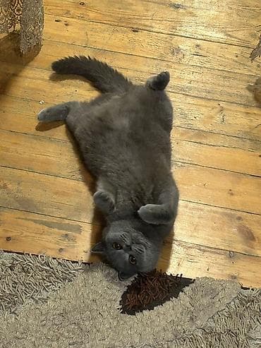 bakida it barinagi: Britan — 2