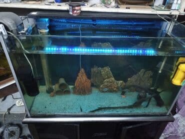 фильтр для аквариума: Akvaryum komplekti – şkaflı, sump filtrasiyalı - Şəffaf ön və yan — 10