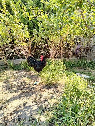 australorp: Qara rəngli Avstralorp xoruzu - Növ: ev şəraitində saxlanılan kənd — 3