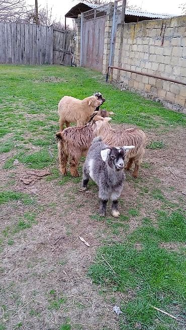 Salam cebişler 3 ayliqdi riyal alıcılar zeng vursun qiymet 110 manat — 1