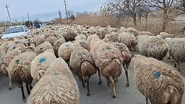 Mal-qara: Qoyun sürüsü – ətlik və yunun istehsalı üçün - Növ: yerli qarışıq — 10