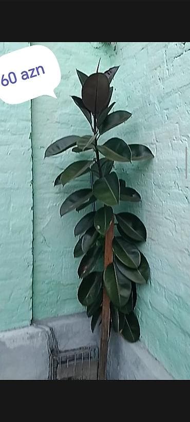 фикус али: Məhsul: Ficus elastica (rezin ağacı) – dekorativ ev/ofis bitkisi — 3