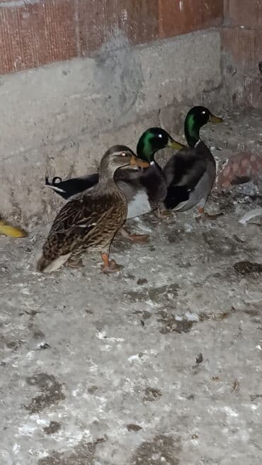 pinqivin ördək: Erkək, Damazlıq — 3