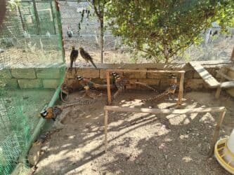 feniks quşu: Nadir dekorativ quşlar – fazanlar - Növlər: Şəklərdə müxtəlif — 13