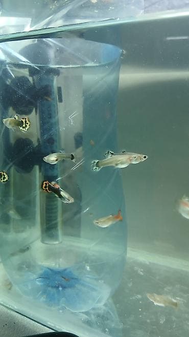 akvarium gence: Quppi balıqı ölçüləri 3 sm 10 ədəd alana metrolara çatdırılma — 4